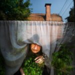 Elderly Gardener Caring for Basil by Sunny Window Elderly person tending basil plants by a sunny window with sheer curtains.