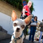 Chihuahua in Blue Harness on Busy City Street Cute chihuahua in blue harness on lively city street with people in background.