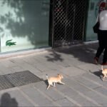 Playful Chihuahuas Strolling on a Sunny City Sidewalk Chihuahuas walking on city sidewalk outside Lacoste store on a sunny day.