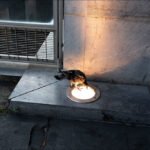 Curious Crow Illuminated by Urban Pavement Light Crow perched on pavement light fixture in urban night setting.