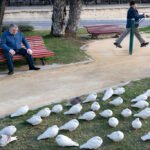 Peaceful Park Scene With Elderly Men and Pigeons Elderly men in park with pigeons, one resting on bench, another exercising.