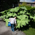 Elderly Visitors Exploring Giant Leaves in Botanical Garden Elderly visitors exploring giant green leaves in a peaceful botanical garden pathway.