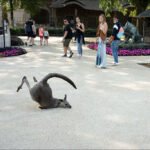 Playful Kangaroo Upside Down at Zoo with Visitors Kangaroo relaxing on park pathway.