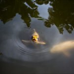 Tranquil Koi Fish in Reflective Pond Water Colorful koi fish swimming in tranquil pond with ripples and reflections.
