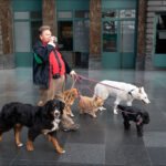 Dog Walker with Pack of Dogs in City Square Dog walker with multiple dogs in urban city square with historic architecture.