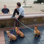 Relaxing Day at the Beach With Three Dogs Man sitting with three dogs by the beach enjoying a peaceful coastal view.