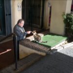 Man Sitting on Sunlit Steps With Cat Outside Shop Man sitting on cobblestone street steps with cat outside Mediterranean shop.