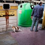 Man Walking Dog Beside Urban Recycling Bins Man walking dog near recycling bins on busy urban city street.