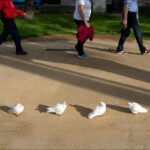White Doves on Park Path With People Strolling White doves on park walkway with people strolling in the background.