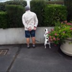 Person With French Bulldog by Pink Flowers in Park Person walking French Bulldog by pink geranium flowers and green hedge in park.