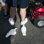 White Doves on Park Plaza with People and Scooter White doves on park plaza pavement with people and red mobility scooter.