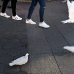 White Pigeons on City Pavement With People Walking White pigeons on city pavement with people walking in sneakers.