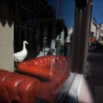 Red Leather Sofas and Goose at Boutique Entrance Red leather sofas with goose at boutique entrance on vibrant city street.
