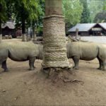 Rhinos Resting by Tree in Zoo Enclosure Two rhinos near a tree