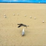 Seagulls on Tranquil Sandy Beach Under Blue Sky Seagulls on sandy beach with blue sky and ocean horizon.