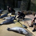 Trainers Caring for Seals in Zoo Habitat Seal training session with zookeepers caring for resting seals in a zoo habitat.