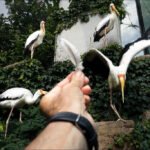 Storks Interacting With Human Hand in Zoo Habitat Storks interacting with human hand in lush zoo enclosure with greenery and rocks.