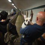 Man Carrying French Bulldog on Busy Subway Escalator Man holding French Bulldog on busy subway escalator with commuters.