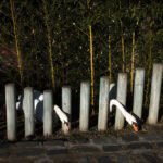 Graceful Swans by Rustic Fence and Bamboo Garden Elegant white swans by rustic wooden fence with bamboo garden background.